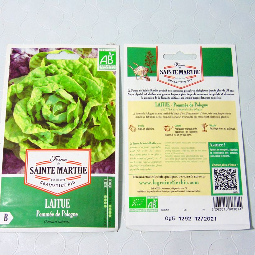 Exemple de spécimen de Laitue pommée de Pologne Bio - Ferme de Sainte Marthe Graines tel que livré