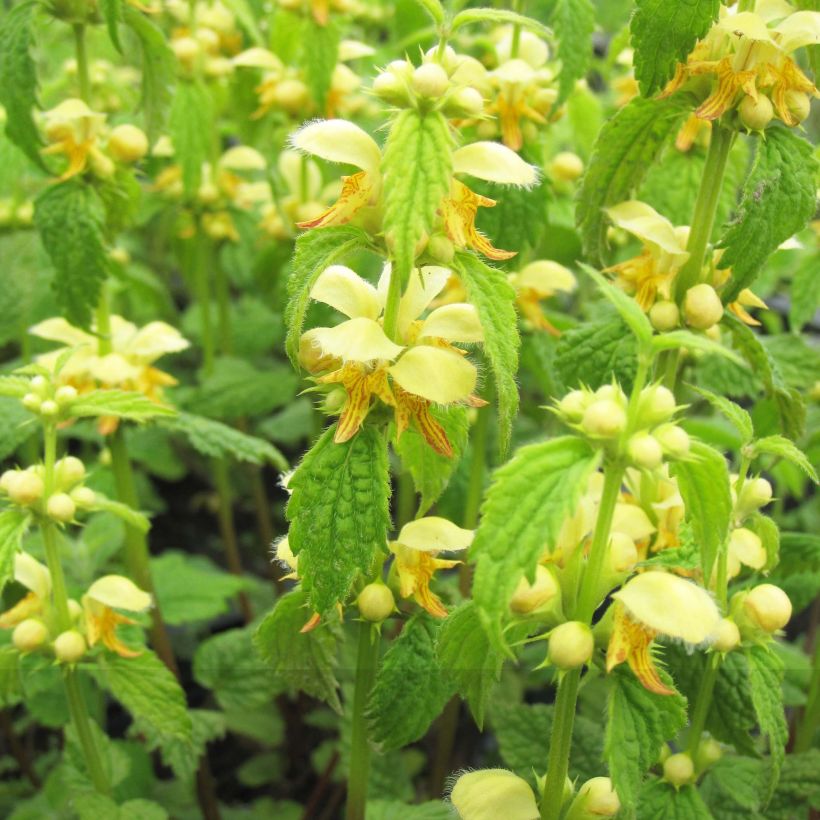 Lamiastrum ou Lamium galeobdolon - Ortie jaune (Floraison)