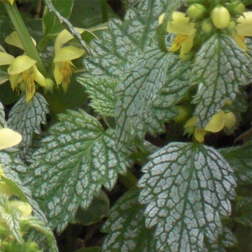 Lamiastrum ou Lamium galeobdolon Hermann's Pride - Lamier doré (Feuillage)