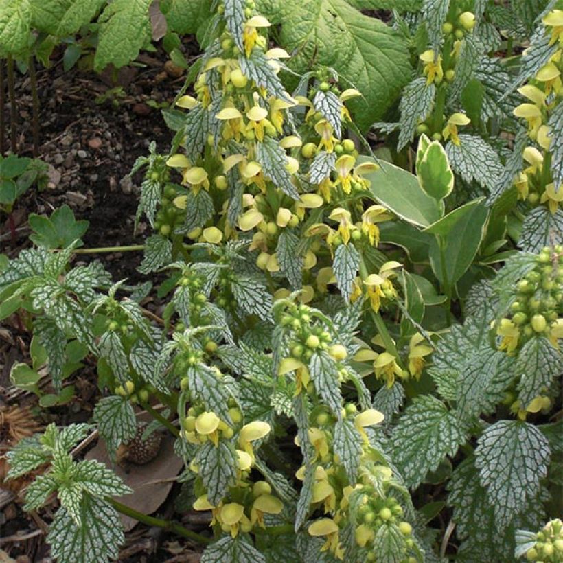 Lamiastrum ou Lamium galeobdolon Hermann's Pride - Lamier doré (Floraison)