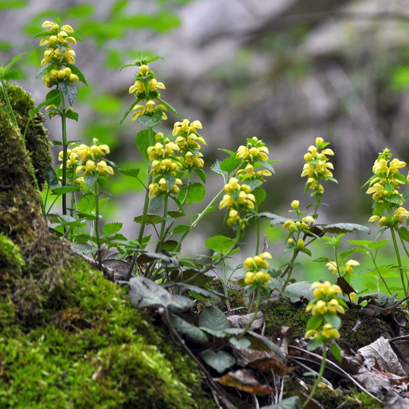 Lamiastrum ou Lamium galeobdolon - Ortie jaune (Port)