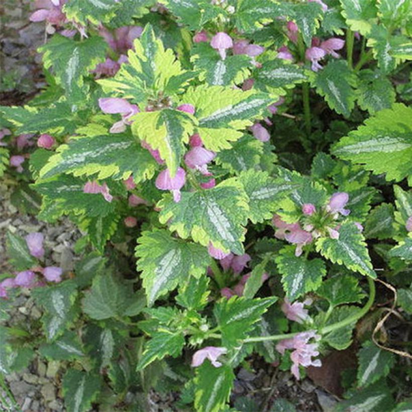 Lamium maculatum Anne Greenaway - Lamier panaché (Feuillage)