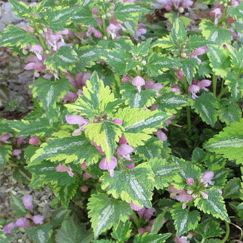 Lamium maculatum Anne Greenaway - Lamier panaché (Floraison)