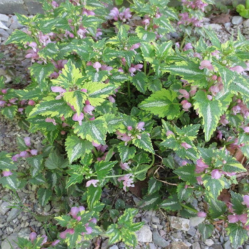 Lamium maculatum Anne Greenaway - Lamier panaché (Port)