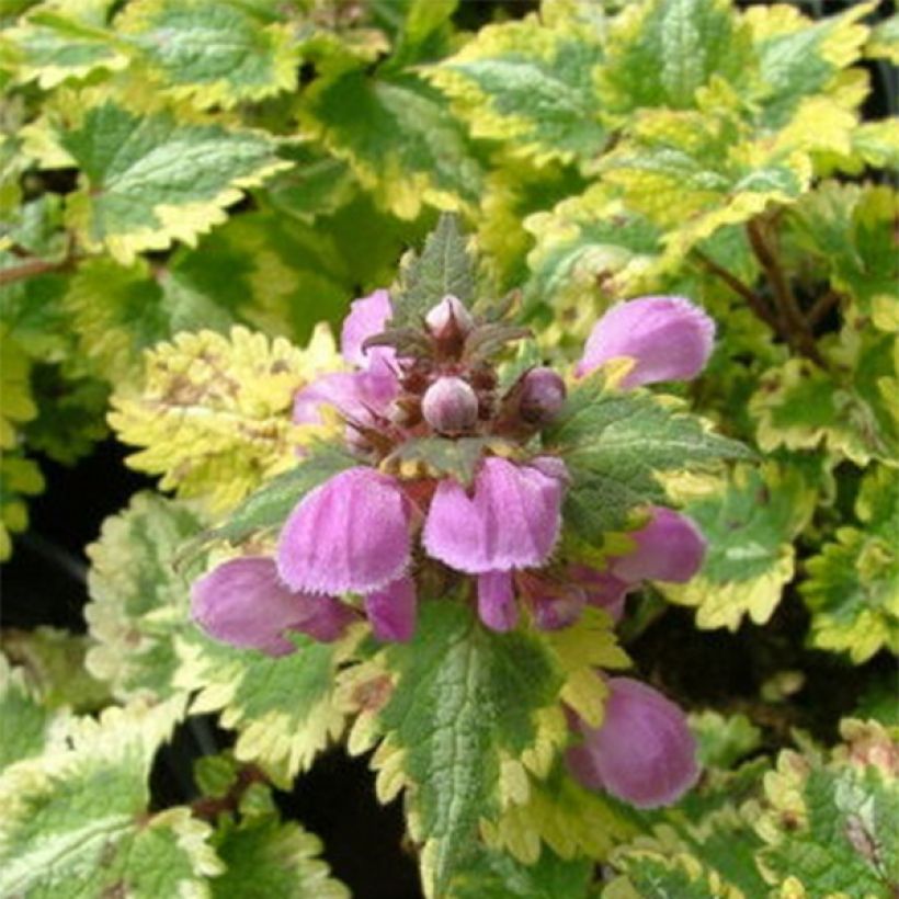 Lamium maculatum Golden Anniversary - Lamier panaché (Feuillage)