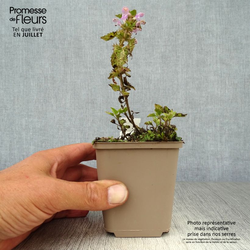 Spécimen de Lamium maculatum Anne Greenaway - Lamier panaché Godet de 8/9 cm tel que livré en été
