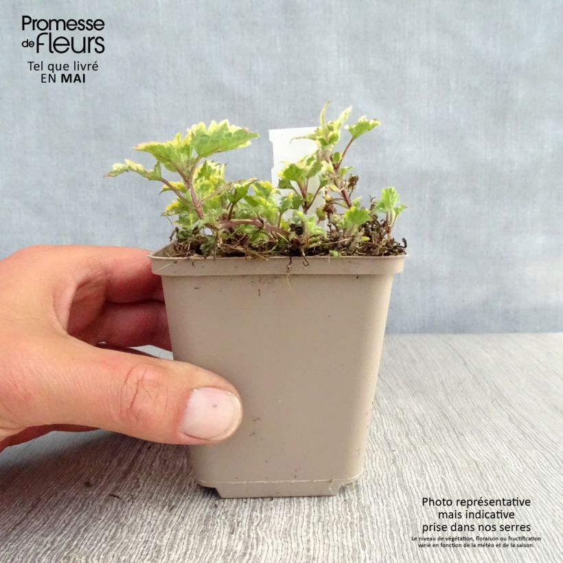Spécimen de Lamium maculatum Anne Greenaway - Lamier panaché Godet de 9cm tel que livré au printemps