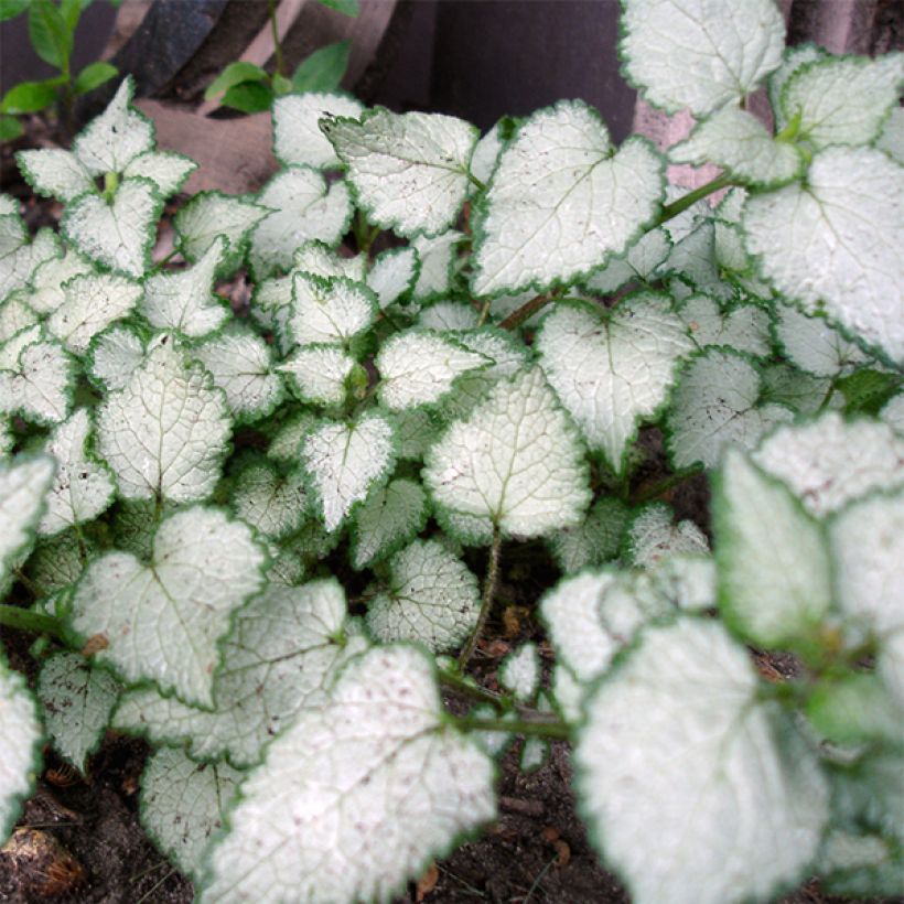Lamium maculatum Beacon Silver - Lamier argenté rose magenta (Feuillage)