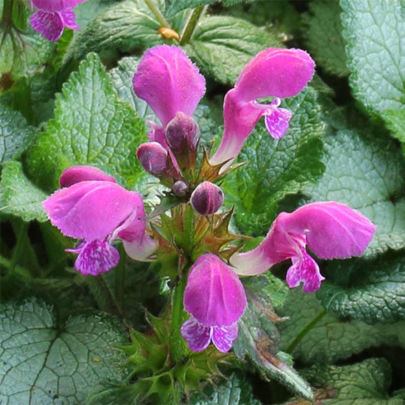Lamium maculatum Beacon Silver - Lamier argenté rose magenta (Floraison)