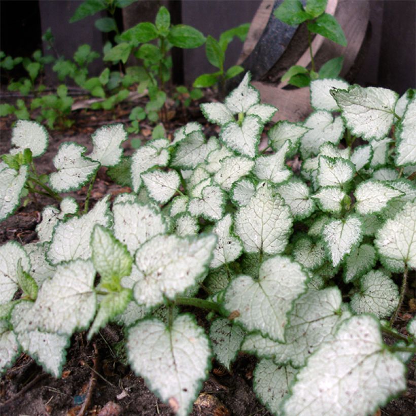 Lamium maculatum Beacon Silver - Lamier argenté rose magenta (Port)