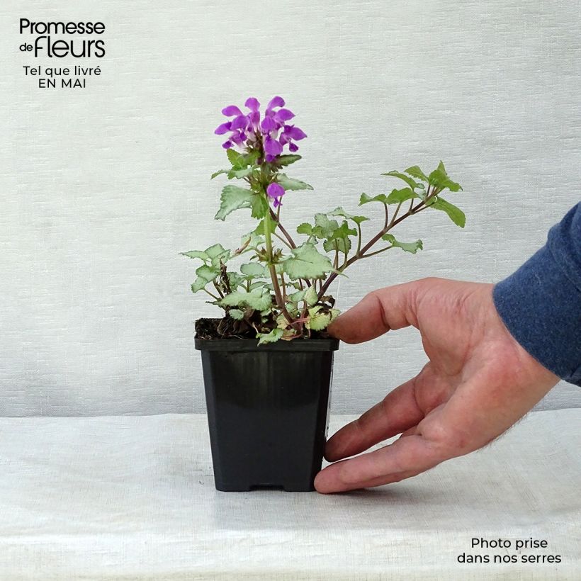 Spécimen de Lamium maculatum Beacon Silver - Lamier argenté rose magenta Godet de 9cm tel que livré au printemps