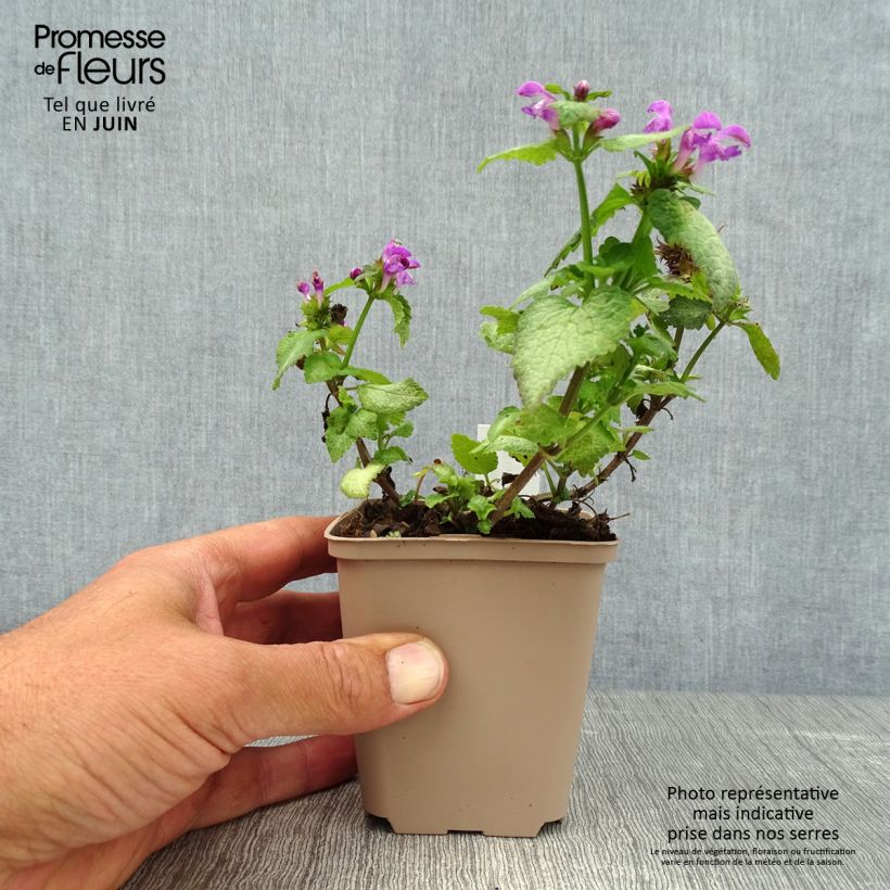 Spécimen de Lamium maculatum Beacon Silver - Lamier argenté rose magenta Godet de 8/9 cm tel que livré en été