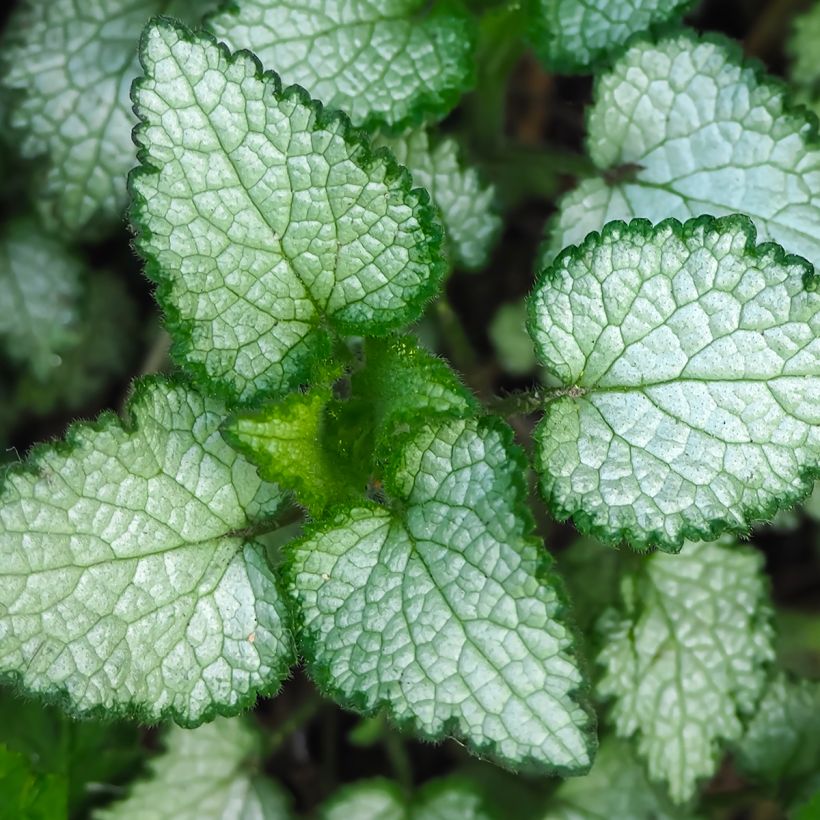 Lamium maculatum Beacon Silver - Lamier argenté rose magenta (Feuillage)