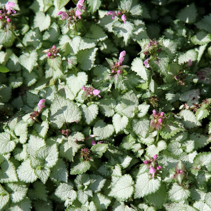 Lamium maculatum Beacon Silver - Lamier argenté rose magenta (Port)