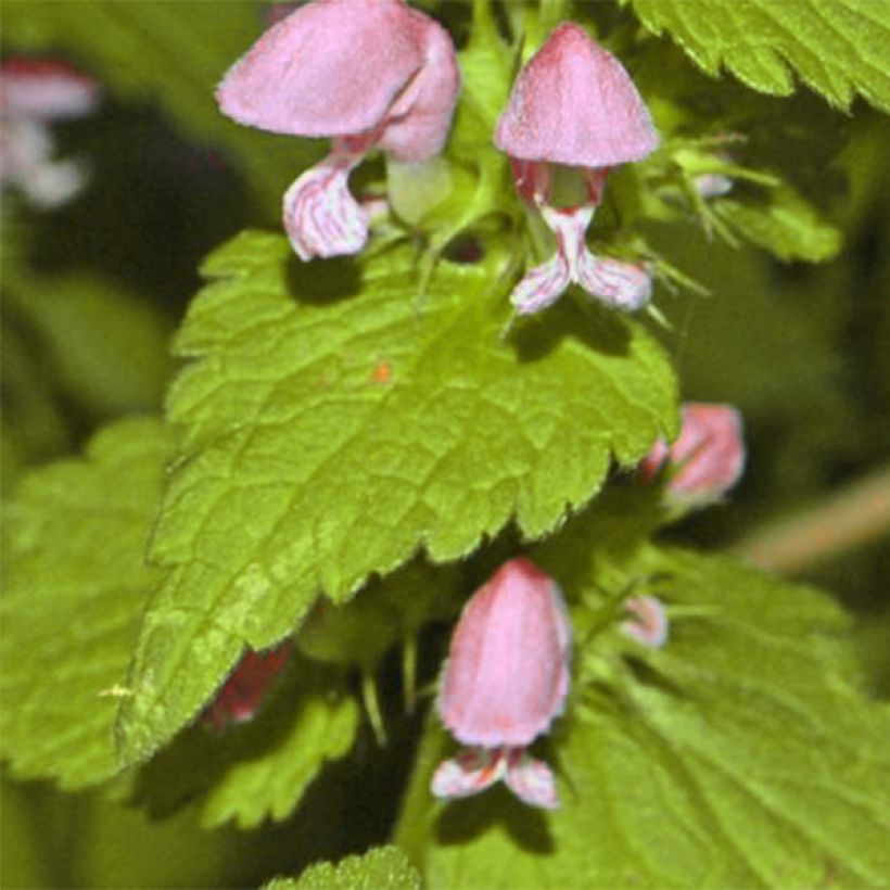 Lamium maculatum Cannon s Gold - Lamier panaché (Feuillage)