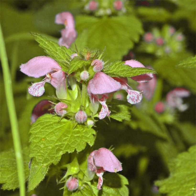 Lamium maculatum Cannon s Gold - Lamier panaché (Floraison)