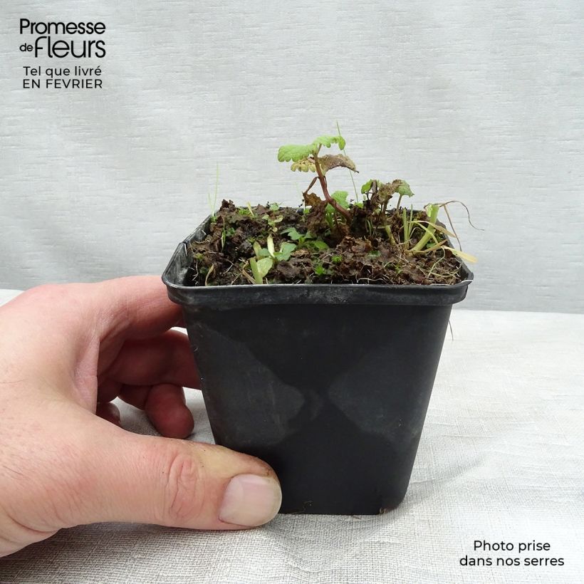 Spécimen de Lamium maculatum Cannon s Gold - Lamier panaché Godet de 9cm tel que livré en hiver