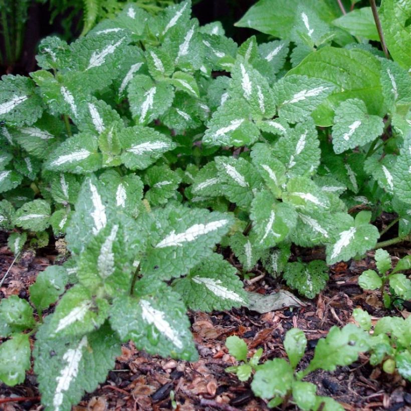 Lamium maculatum Chequers (Feuillage)