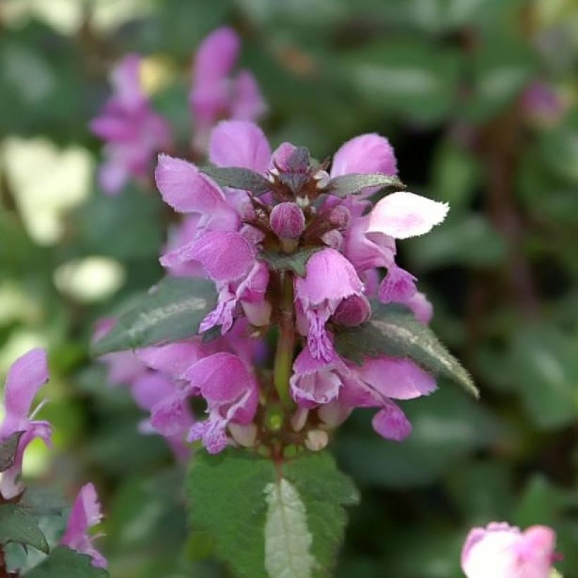 Lamium maculatum Chequers (Floraison)