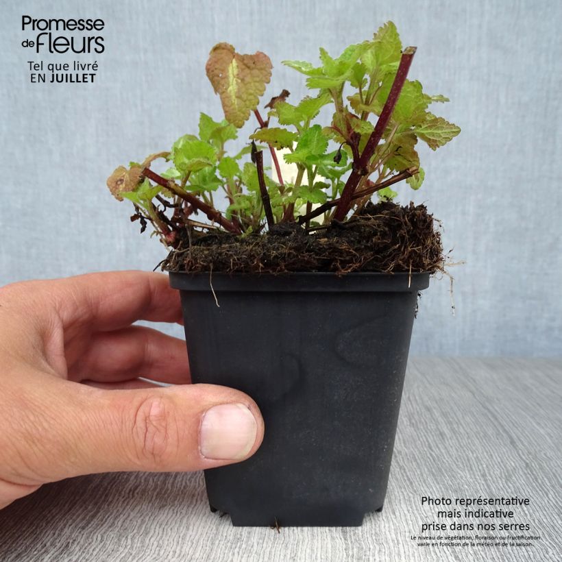 Spécimen de Lamium maculatum Chequers Godet de 8/9 cm tel que livré en été