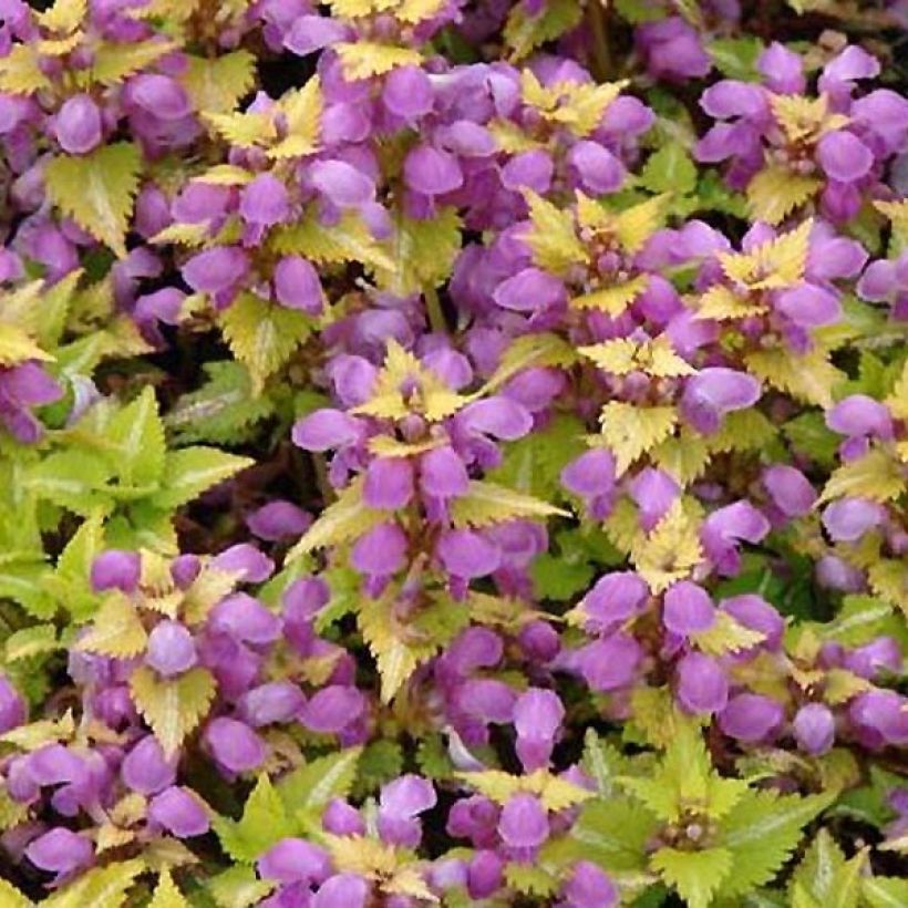 Lamium maculatum Golden Nuggets (Feuillage)