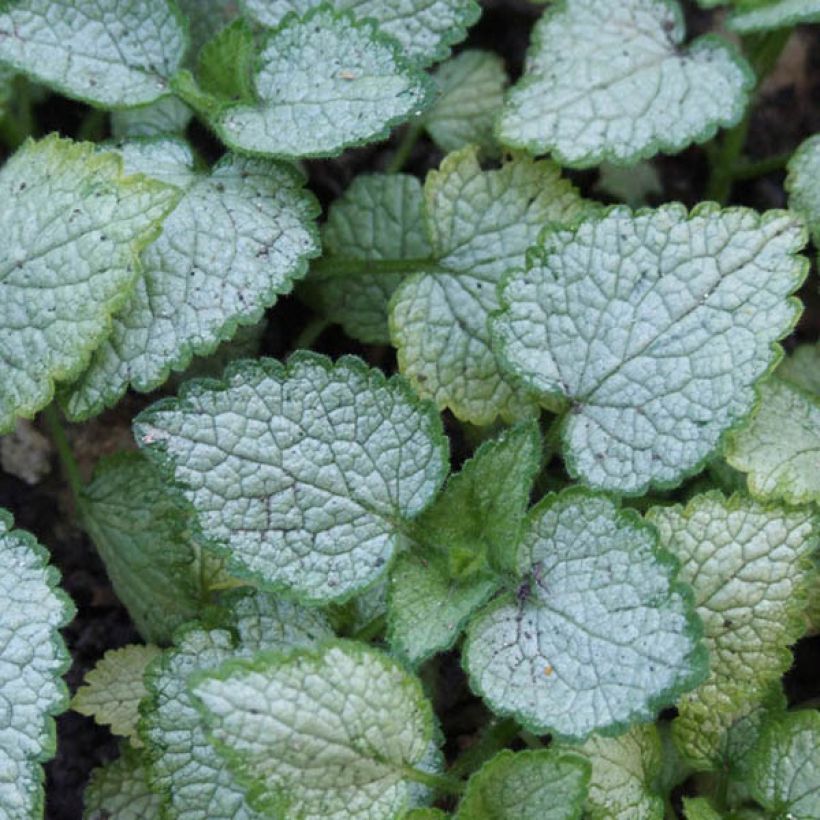 Lamium maculatum Pink Pewter - Lamier rose (Feuillage)