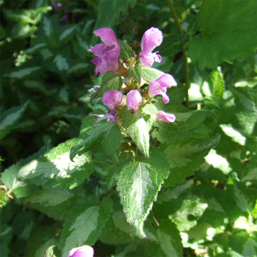 Lamium maculatum Pink Pewter - Lamier rose (Floraison)