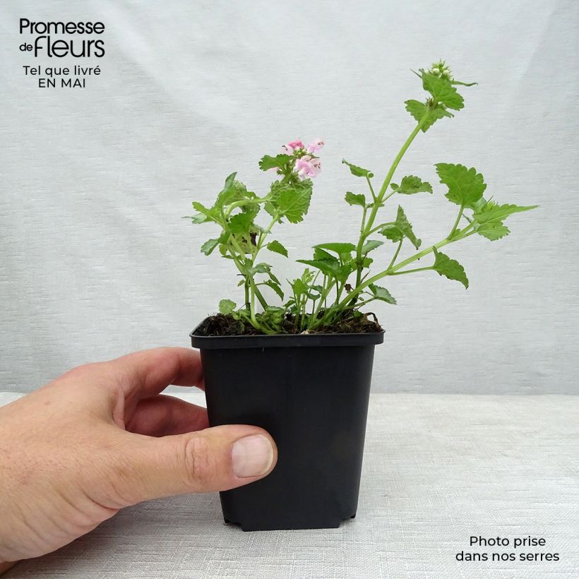 Spécimen de Lamium maculatum Pink Pewter - Lamier rose Godet de 8 cm tel que livré au printemps
