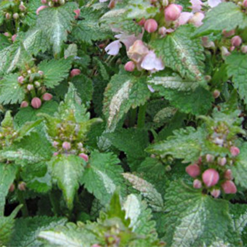 Lamium maculatum Purple Dragon - Lamier argenté et violet (Feuillage)