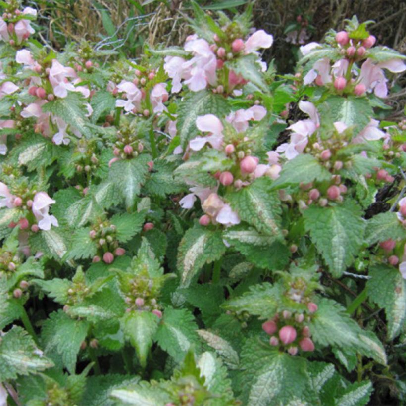 Lamium maculatum Purple Dragon - Lamier argenté et violet (Floraison)