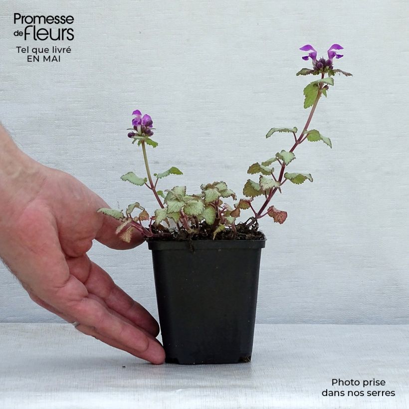 Spécimen de Lamium maculatum Purple Dragon - Lamier argenté et violet Godet de 9cm tel que livré au printemps