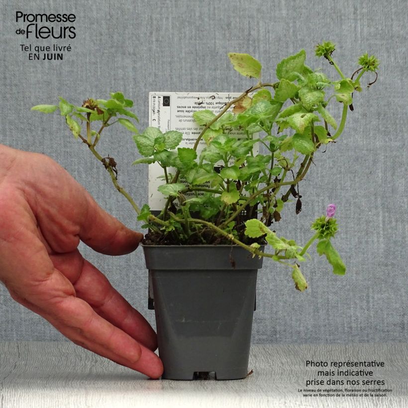 Spécimen de Lamium maculatum Red Nancy - Lamier pourpre Godet de 8/9 cm tel que livré en été