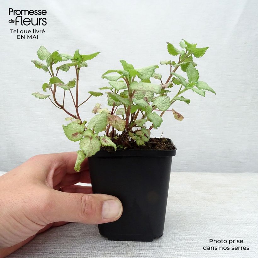 Spécimen de Lamium maculatum Red Nancy - Lamier pourpre Godet de 9cm tel que livré au printemps