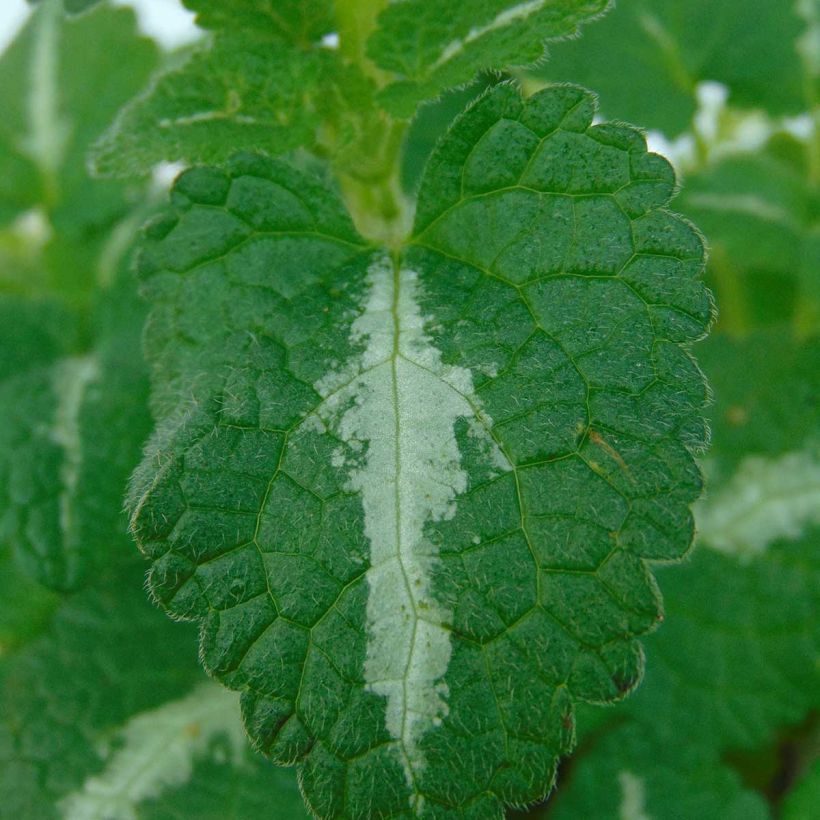 Lamium maculatum Roseum -  Lamier maculé rose (Feuillage)