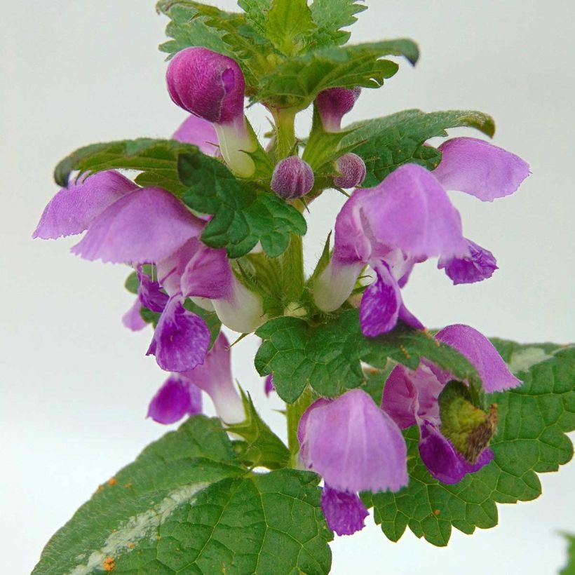 Lamium maculatum Roseum -  Lamier maculé rose (Floraison)