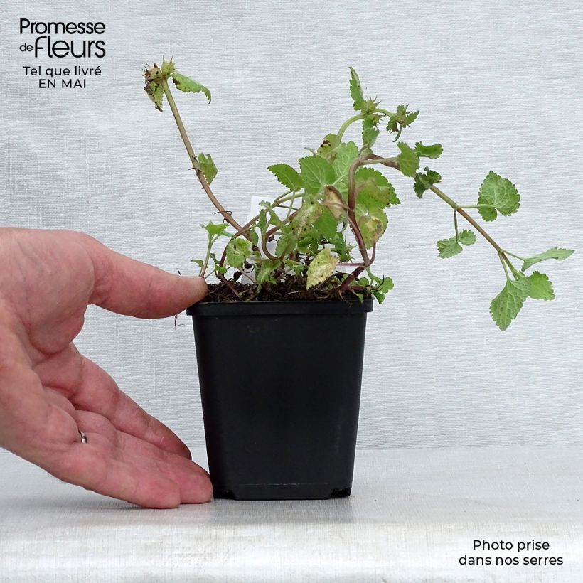 Spécimen de Lamium maculatum Roseum -  Lamier maculé rose Godet de 9cm tel que livré au printemps