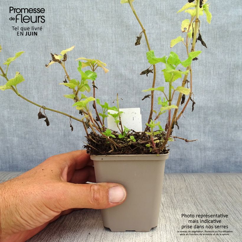 Spécimen de Lamium maculatum Roseum -  Lamier maculé rose tel que livré en ete
