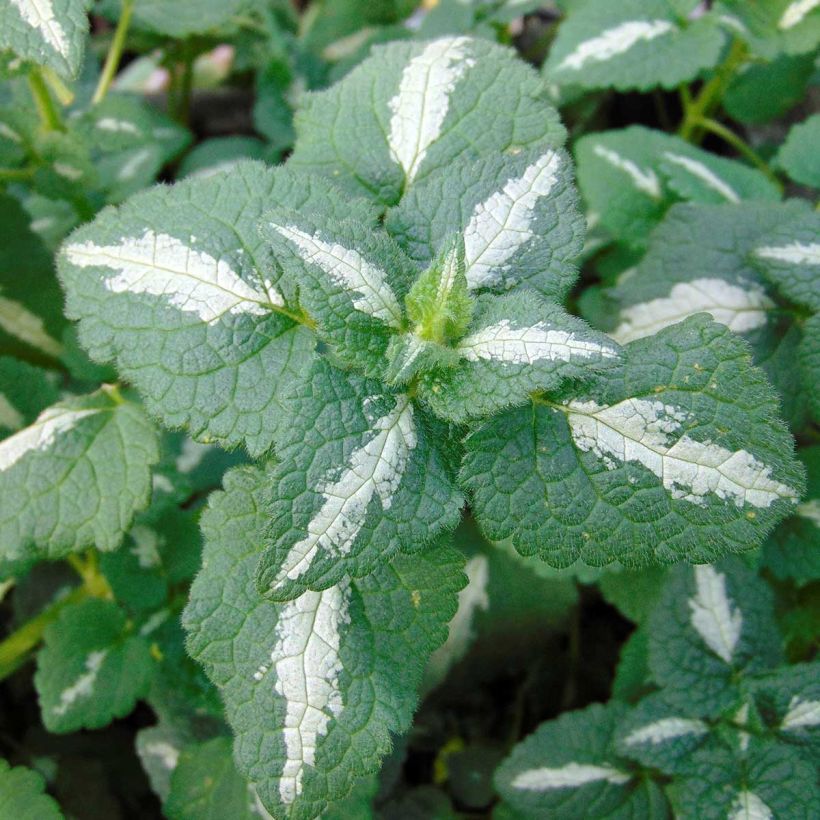 Lamium maculatum Shell Pink - Lamier rose (Feuillage)