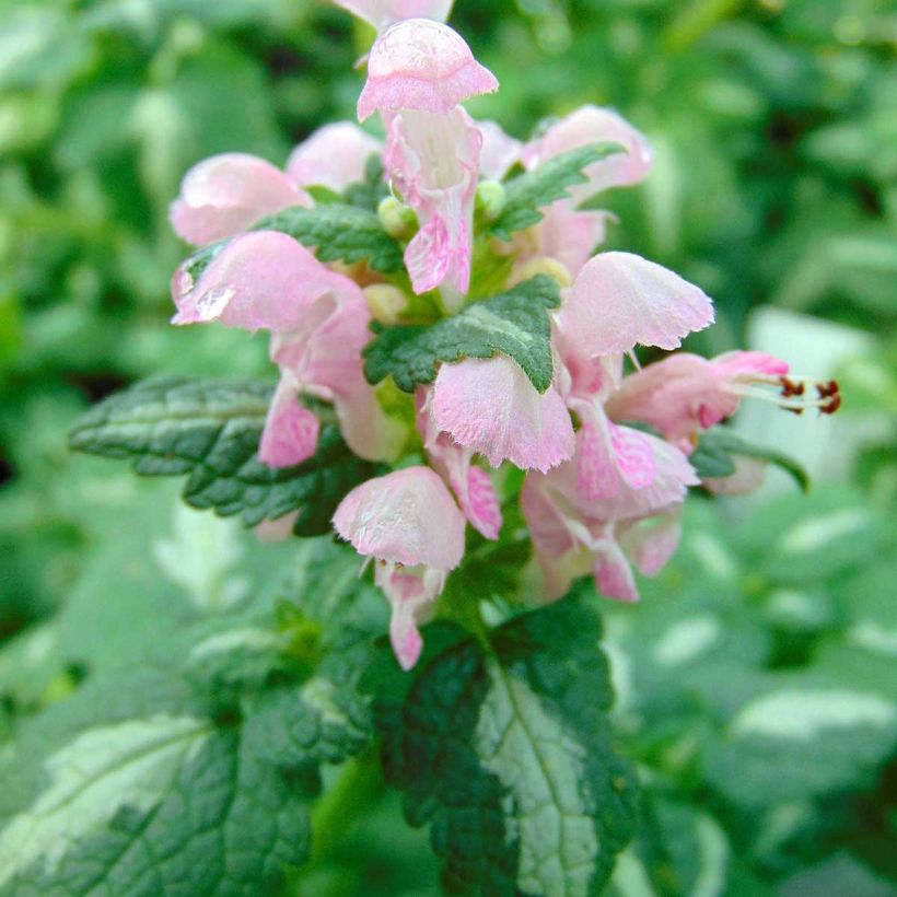 Lamium maculatum Shell Pink - Lamier rose (Floraison)