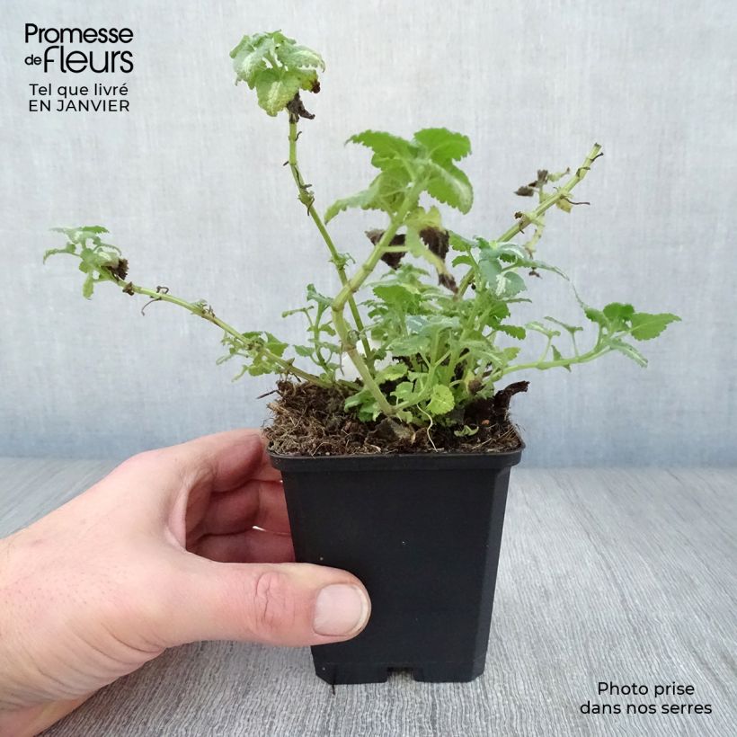 Spécimen de Lamium maculatum Shell Pink - Lamier rose tel que livré en hiver