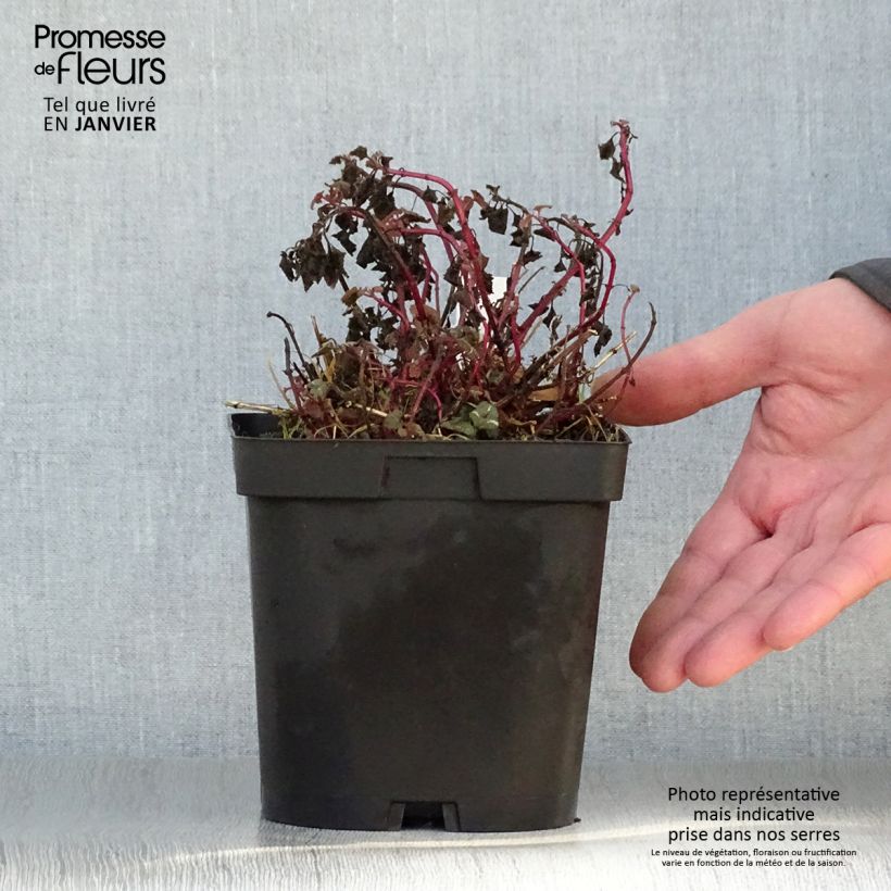 Spécimen de Lamium maculatum Shell Pink - Lamier rose tel que livré en hiver