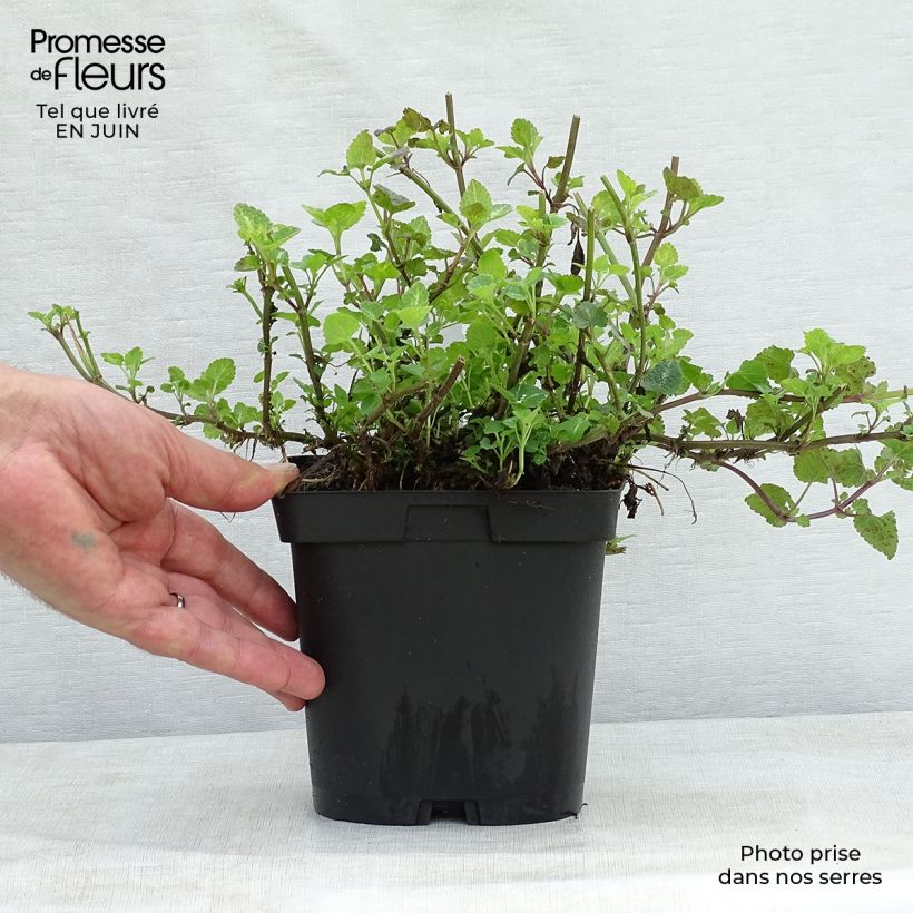 Spécimen de Lamium maculatum Shell Pink - Lamier rose Pot de 2L/3L tel que livré en été