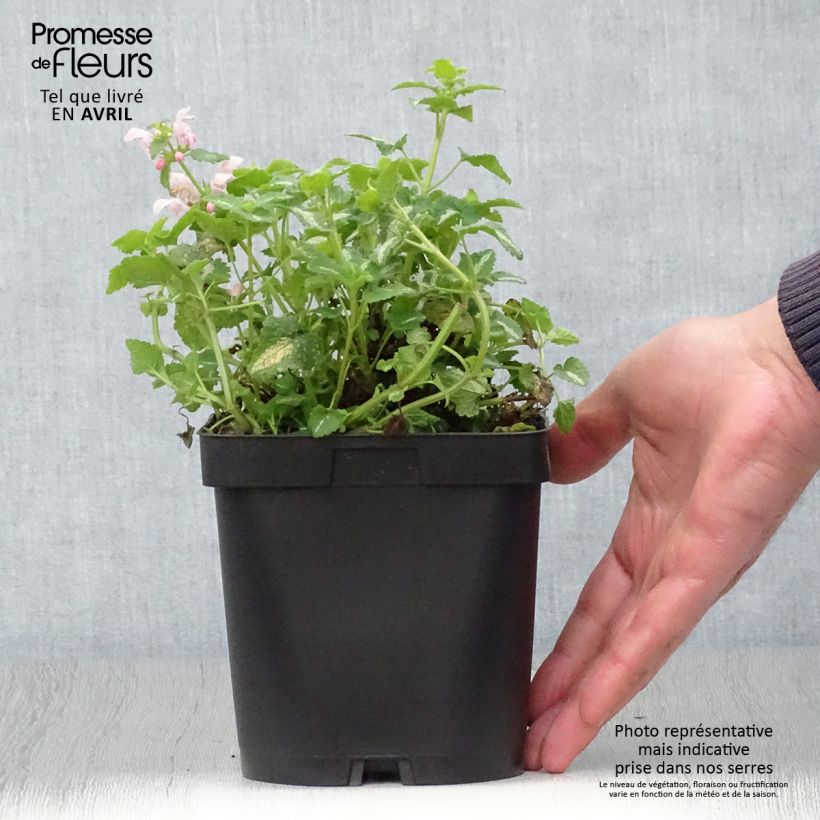 Spécimen de Lamium maculatum Shell Pink - Lamier rose en pot de 2/3 litres tel que livré au printemps