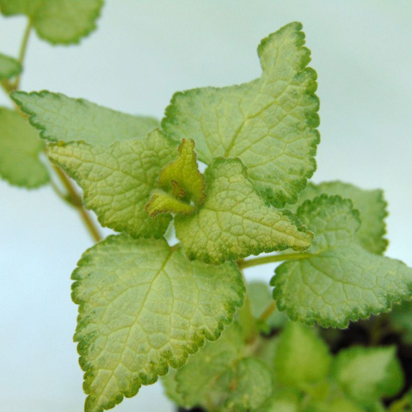 Lamium maculatum Sterling Silver - Lamier argenté (Feuillage)