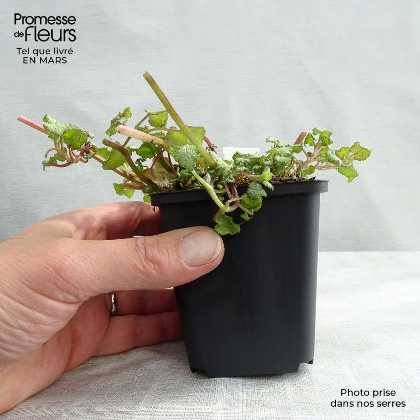 Spécimen de Lamium maculatum Sterling Silver - Lamier argenté Godet de 9cm tel que livré au printemps