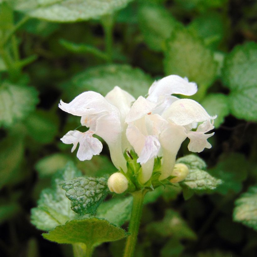 Lamium maculatum White Nancy - Lamier blanc (Floraison)
