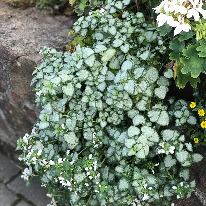 Lamium maculatum White Nancy - Lamier blanc (Port)