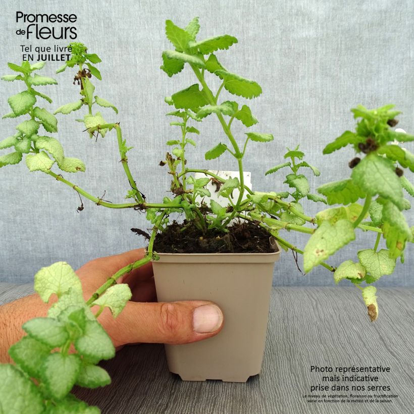 Spécimen de Lamium maculatum White Nancy - Lamier blanc Godet de 8/9 cm tel que livré en été