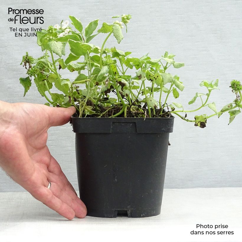 Spécimen de Lamium maculatum White Nancy - Lamier blanc Pot de 2L/3L tel que livré en été