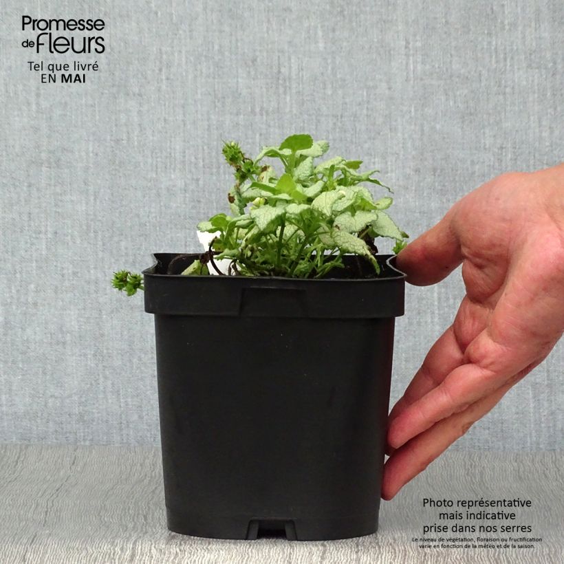 Spécimen de Lamium maculatum White Nancy - Lamier blanc en pot de 2/3 litres tel que livré au printemps